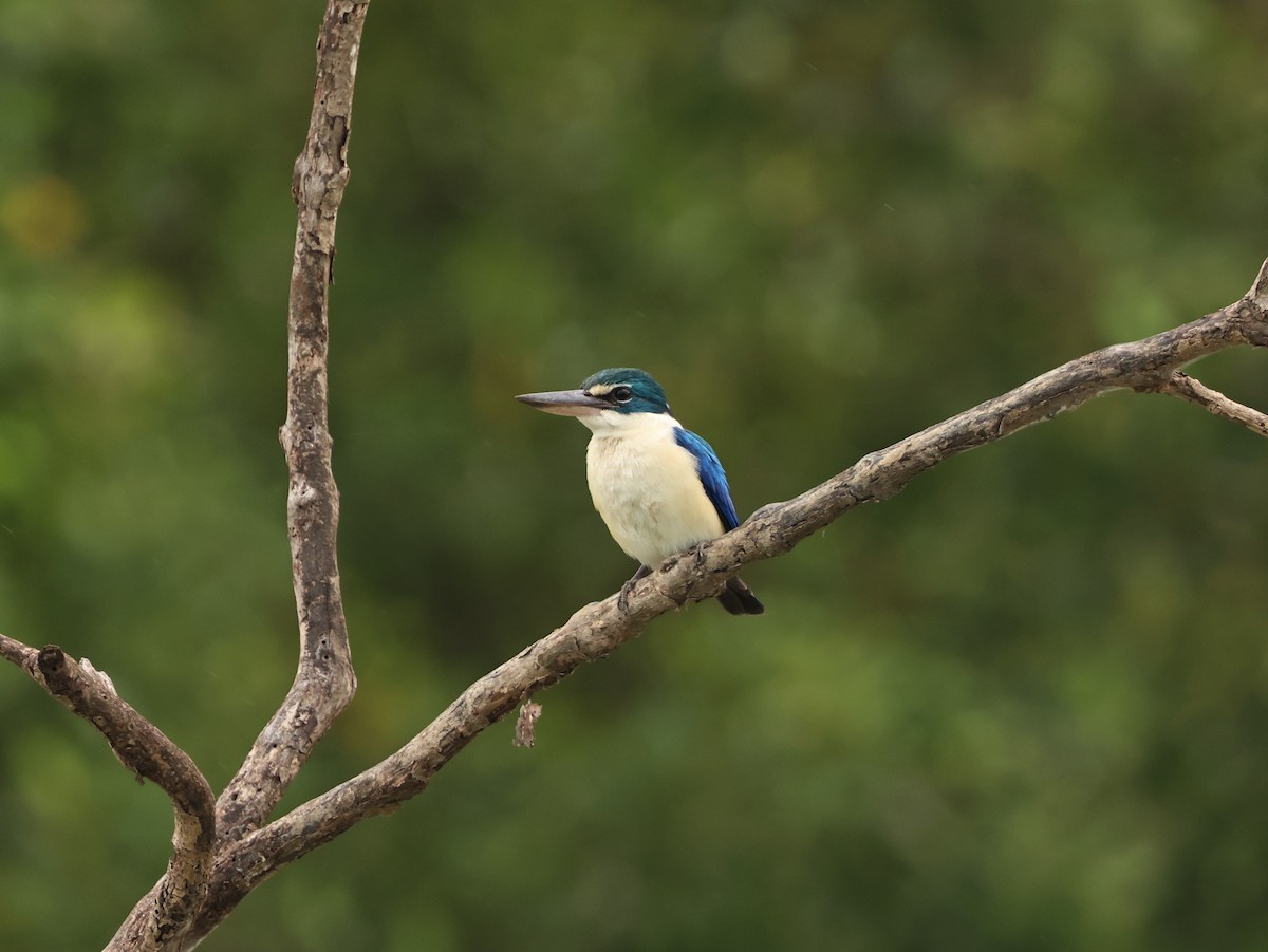 Collared Kingfisher - ML644070571