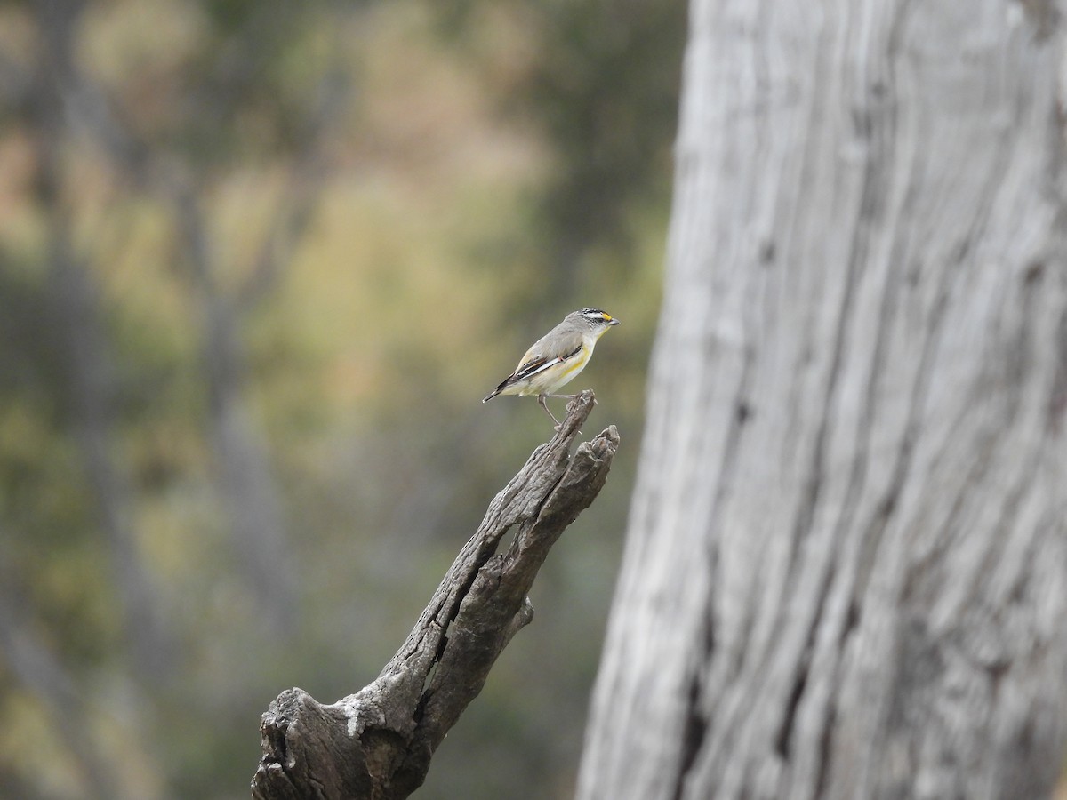 Striated Pardalote (Striated) - ML644070572