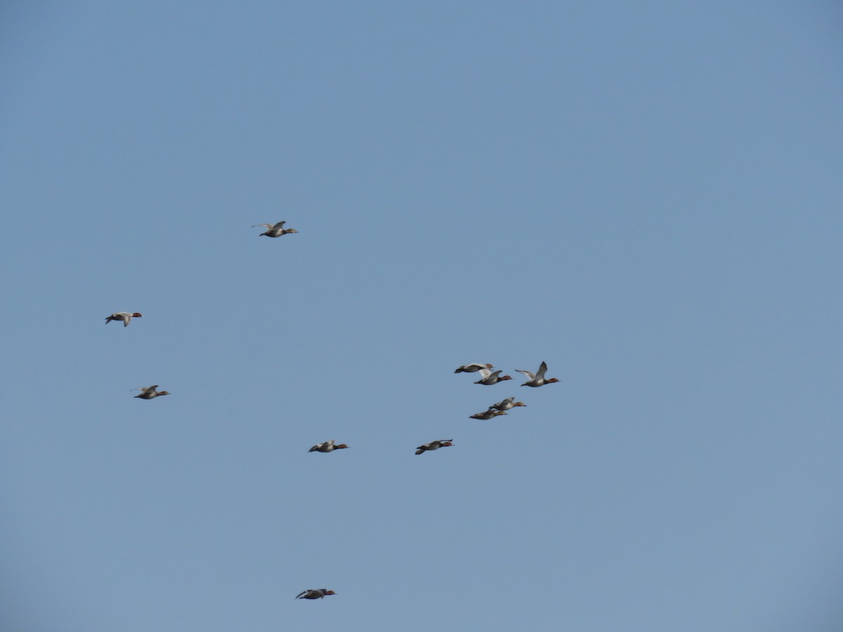 Common Pochard - ML644070576