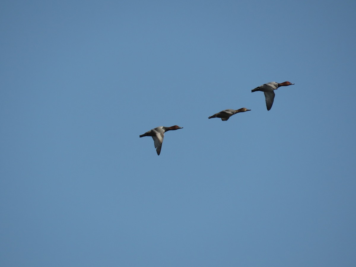 Common Pochard - ML644070577