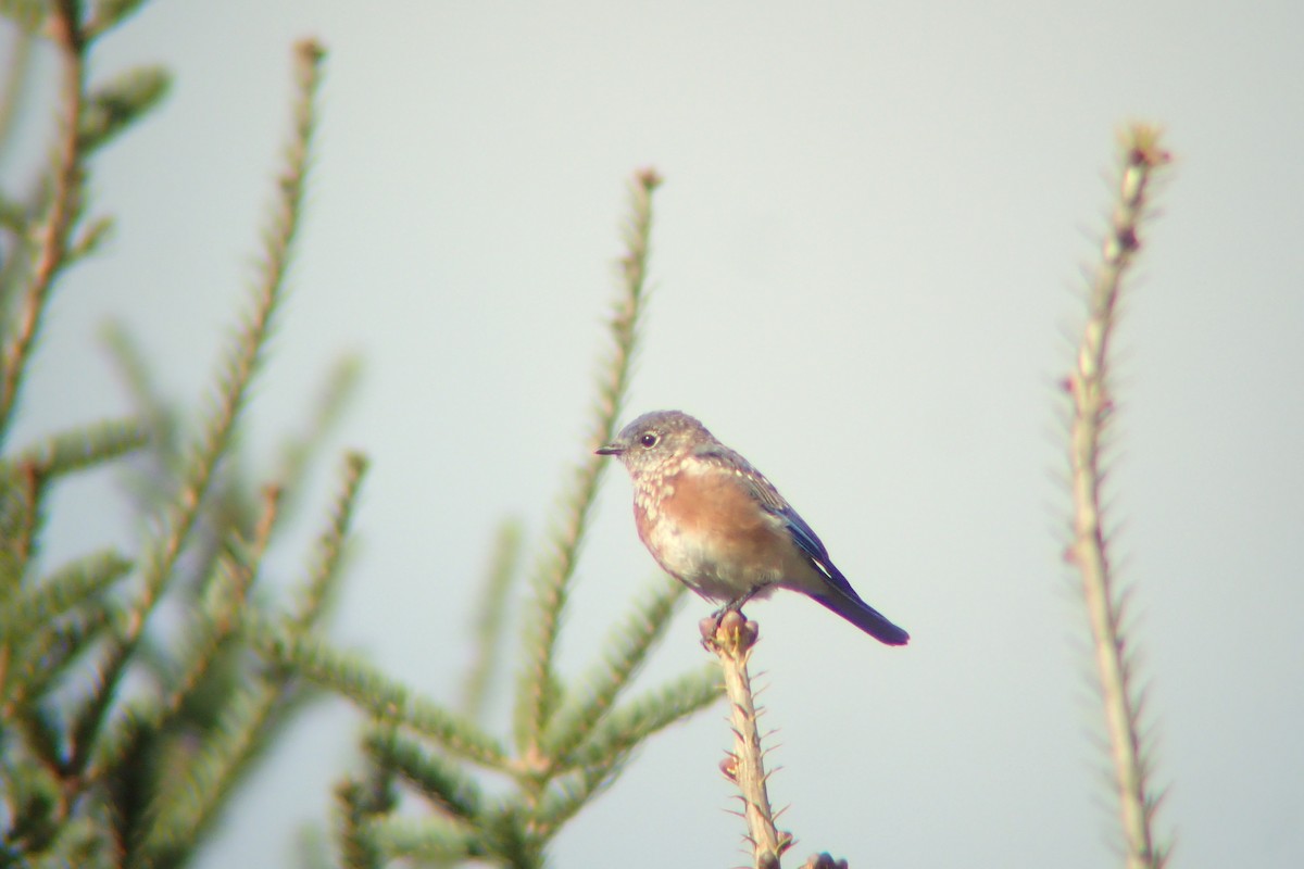 Eastern Bluebird - ML644070580