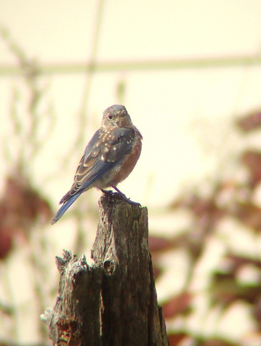 Eastern Bluebird - ML644070588