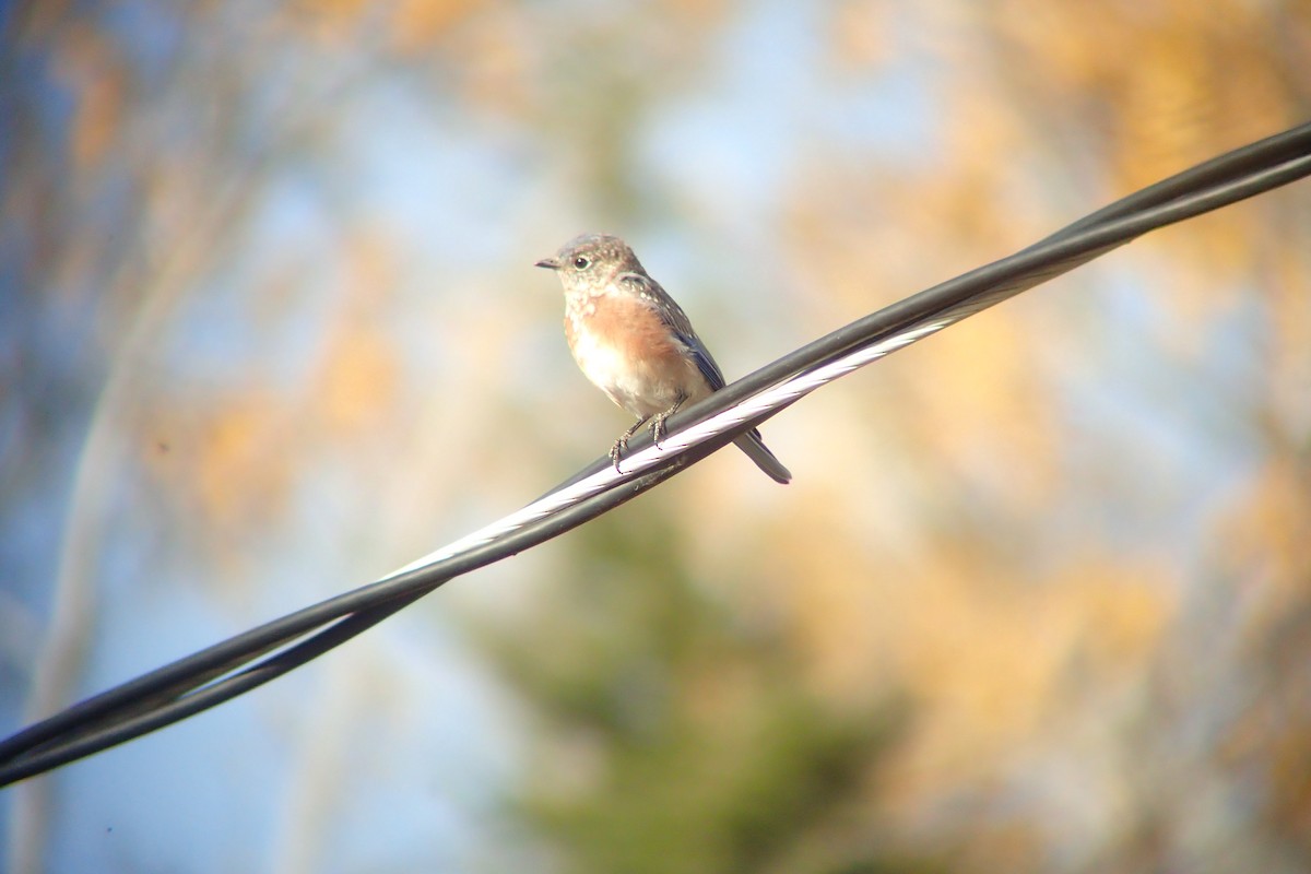 Eastern Bluebird - ML644070601