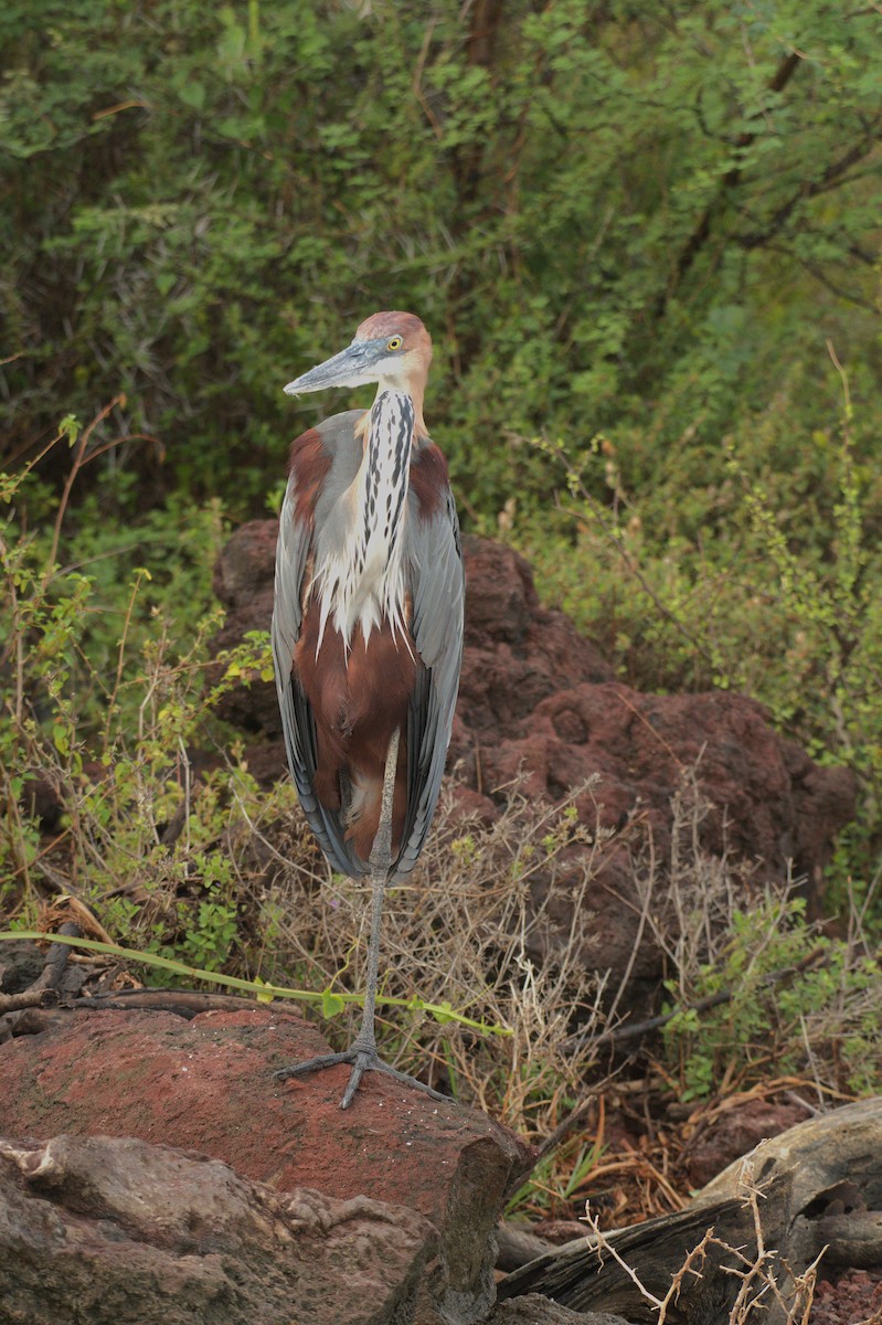 Goliath Heron - ML644070604