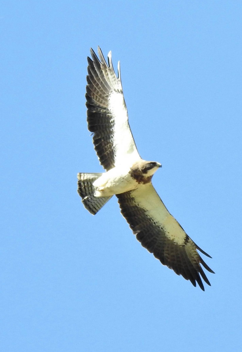 Swainson's Hawk - ML644070609