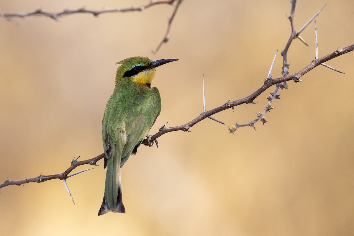 Бджолоїдка карликова - ML644070614