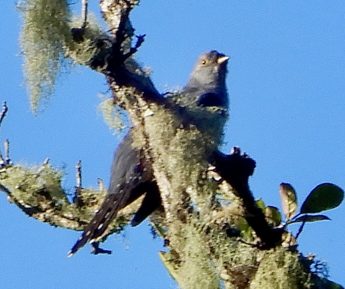 Coucou de Madagascar - ML644070624