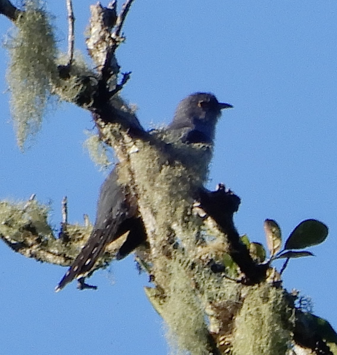 Coucou de Madagascar - ML644070625
