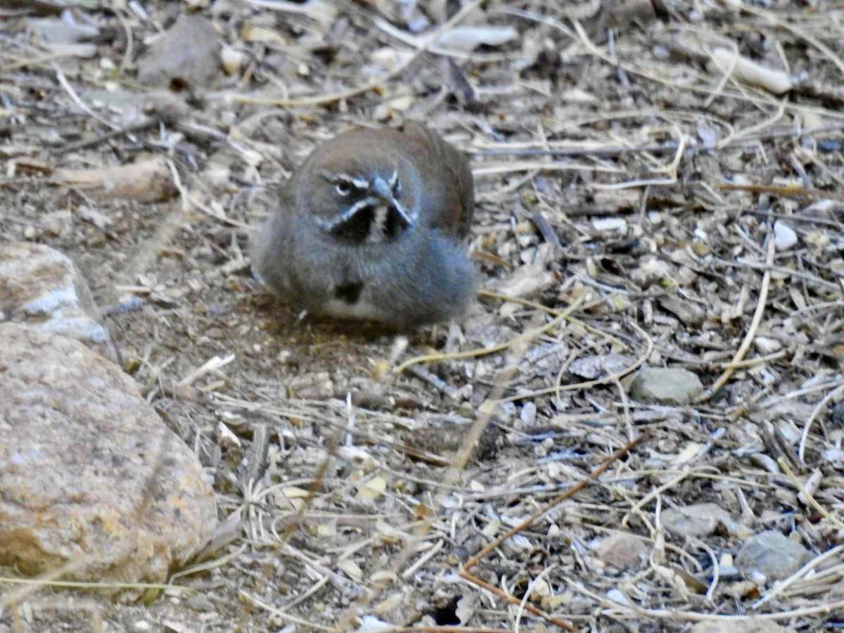 Five-striped Sparrow - ML644070626