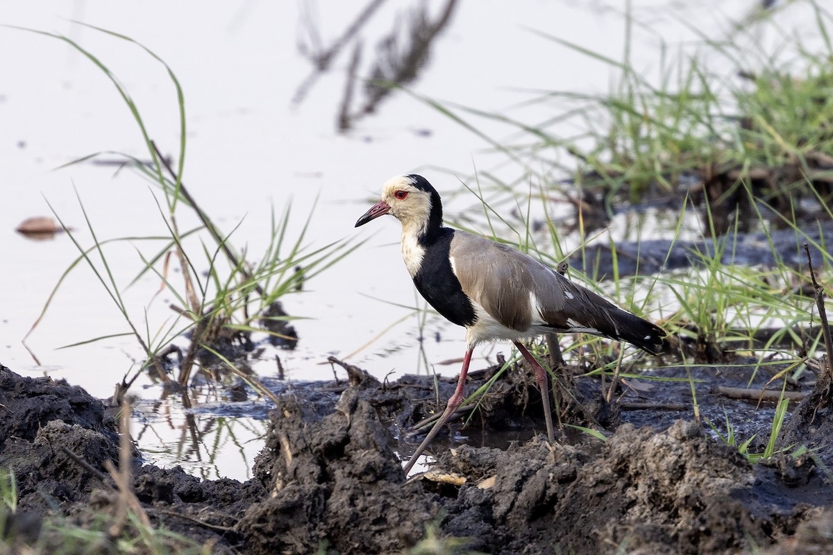 Long-toed Lapwing - ML644070627