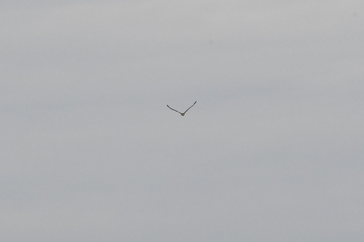 Whistling Kite - ML644070637