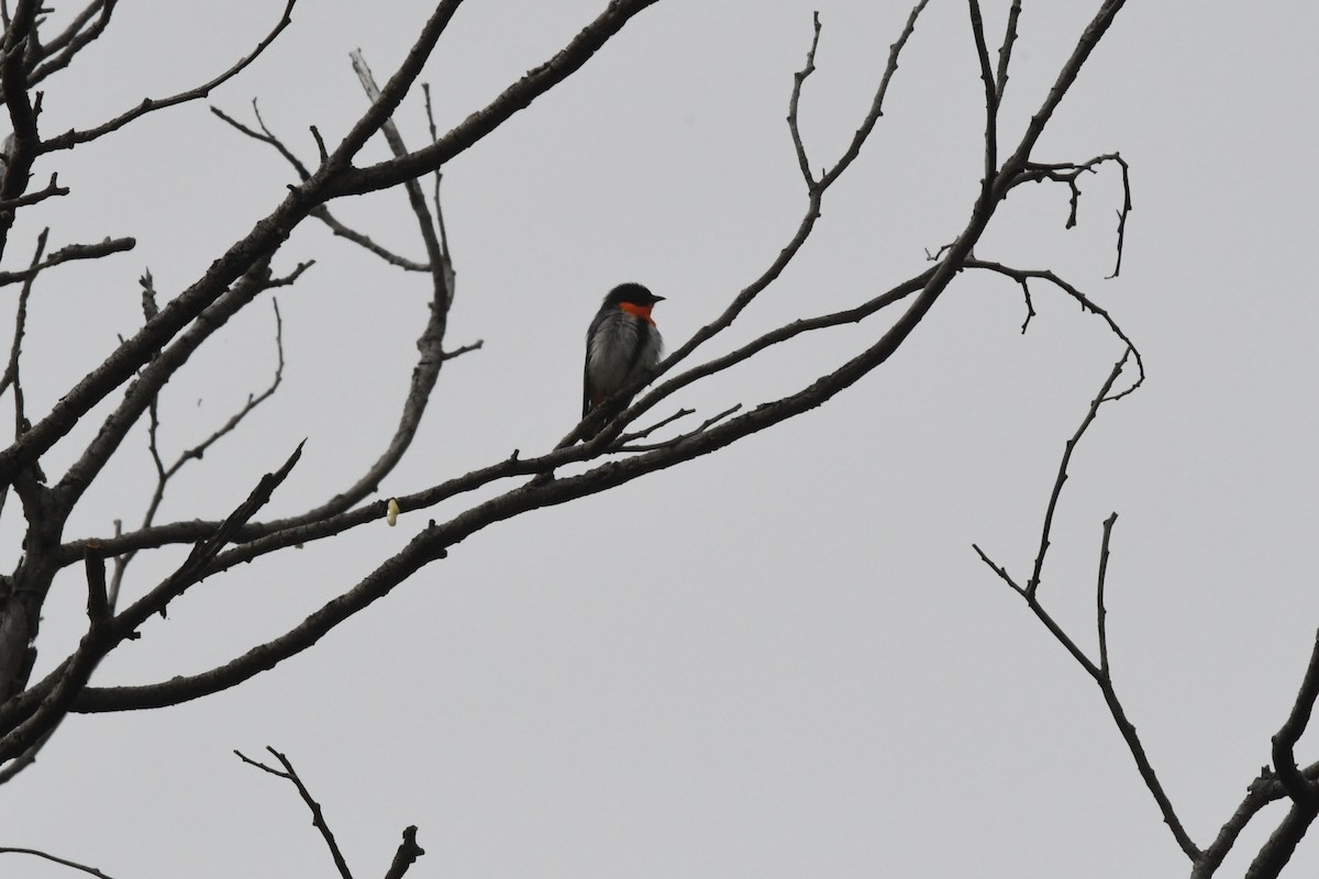Mistletoebird - ML644070645