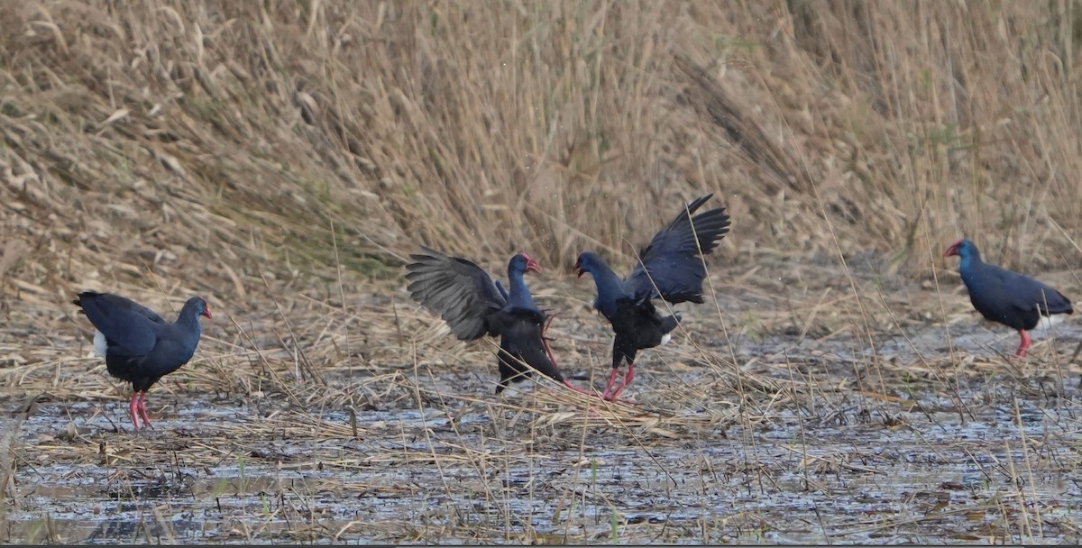 Western Swamphen - ML644070647