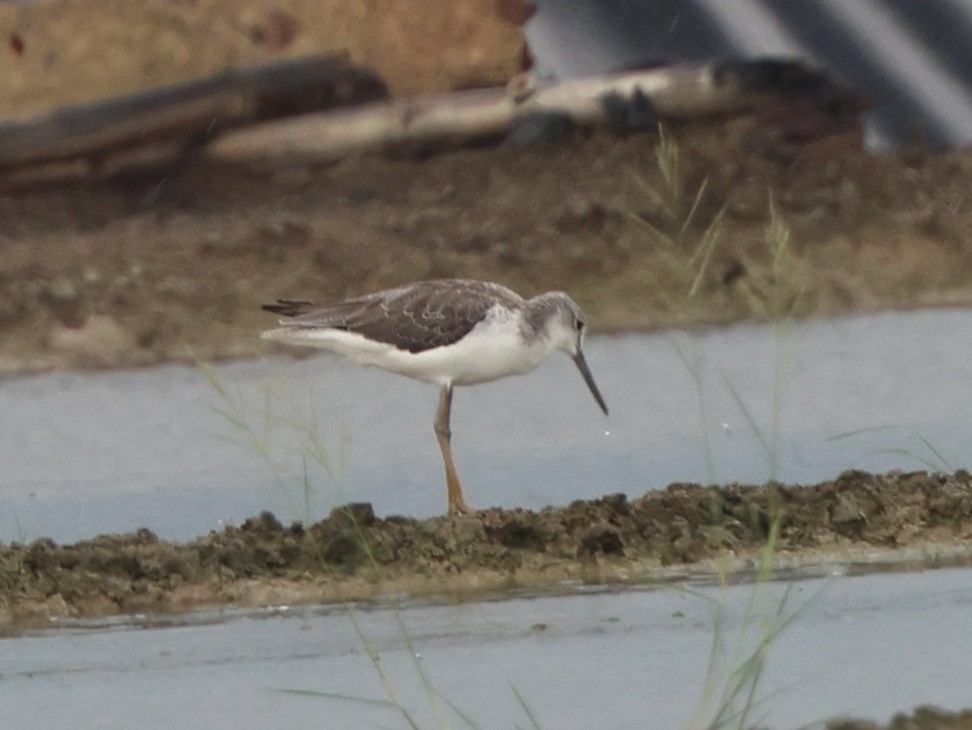 Nordmann's Greenshank - ML644070648