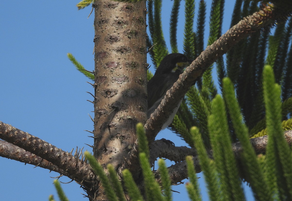 Медник мангровий - ML644070676