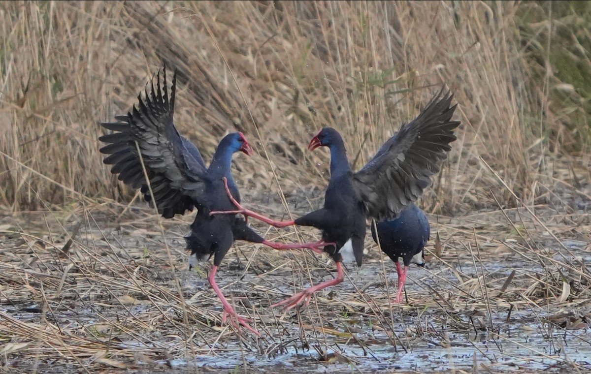 Western Swamphen - ML644070696