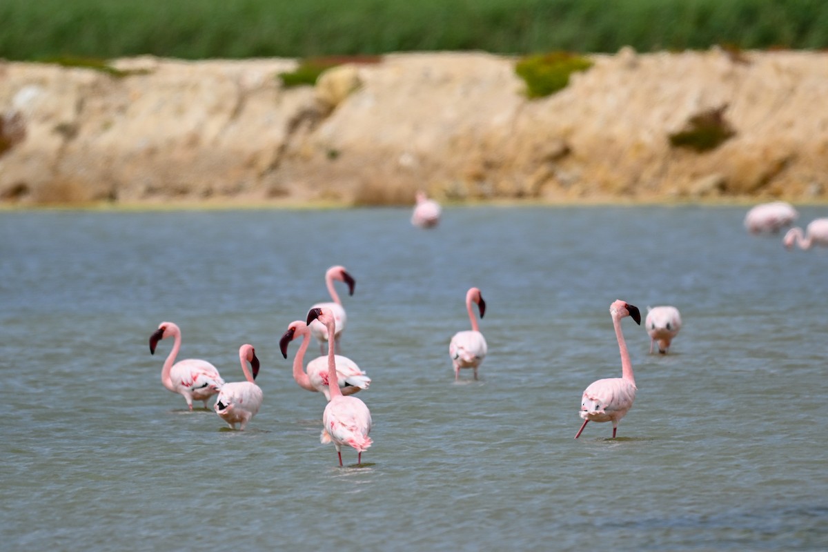 Flamant nain - ML644070699