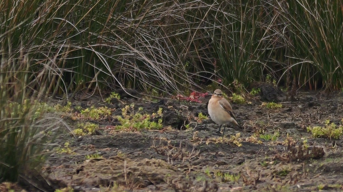 Northern Wheatear (Eurasian) - ML644070704