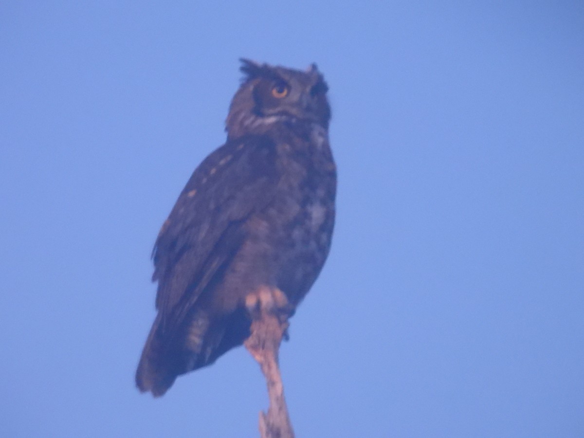 Great Horned Owl - ML644070709