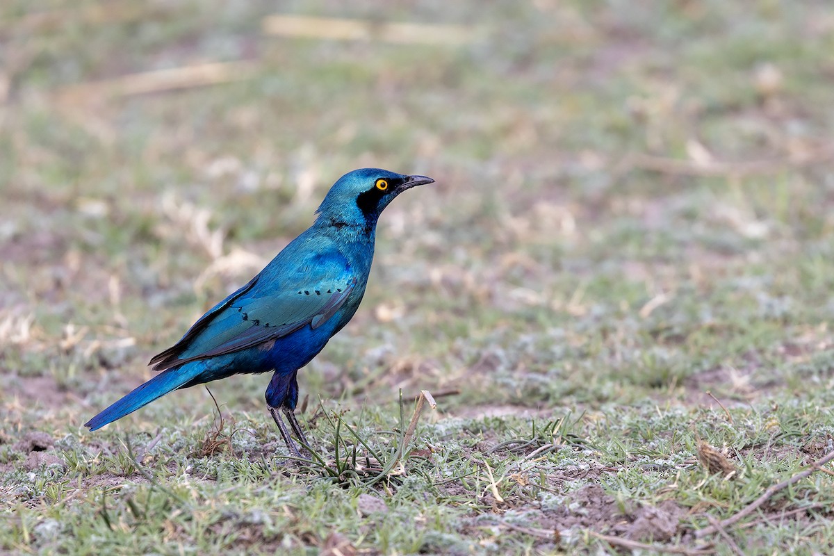 Greater Blue-eared Starling - ML644070715