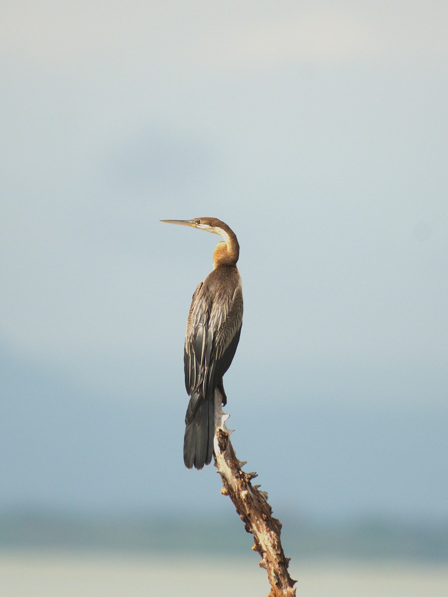 anhinga africká - ML644070722