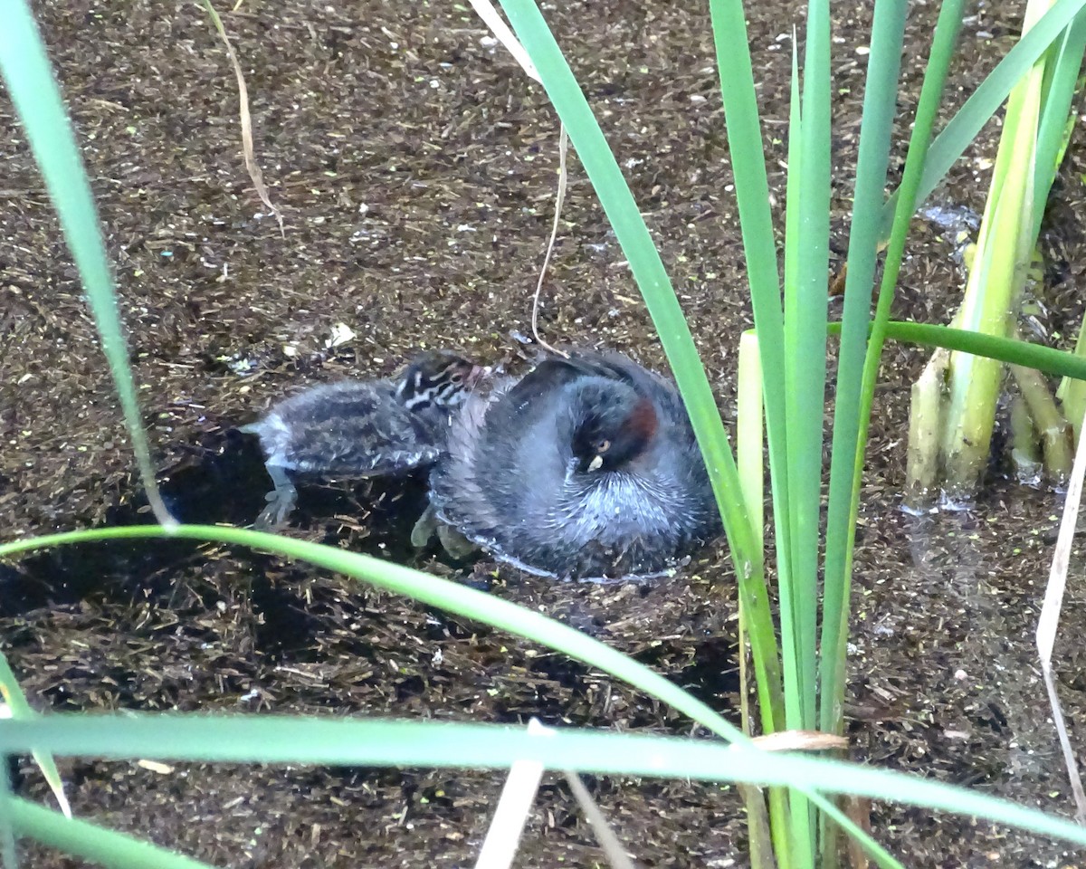 Australasian Grebe - ML644070744