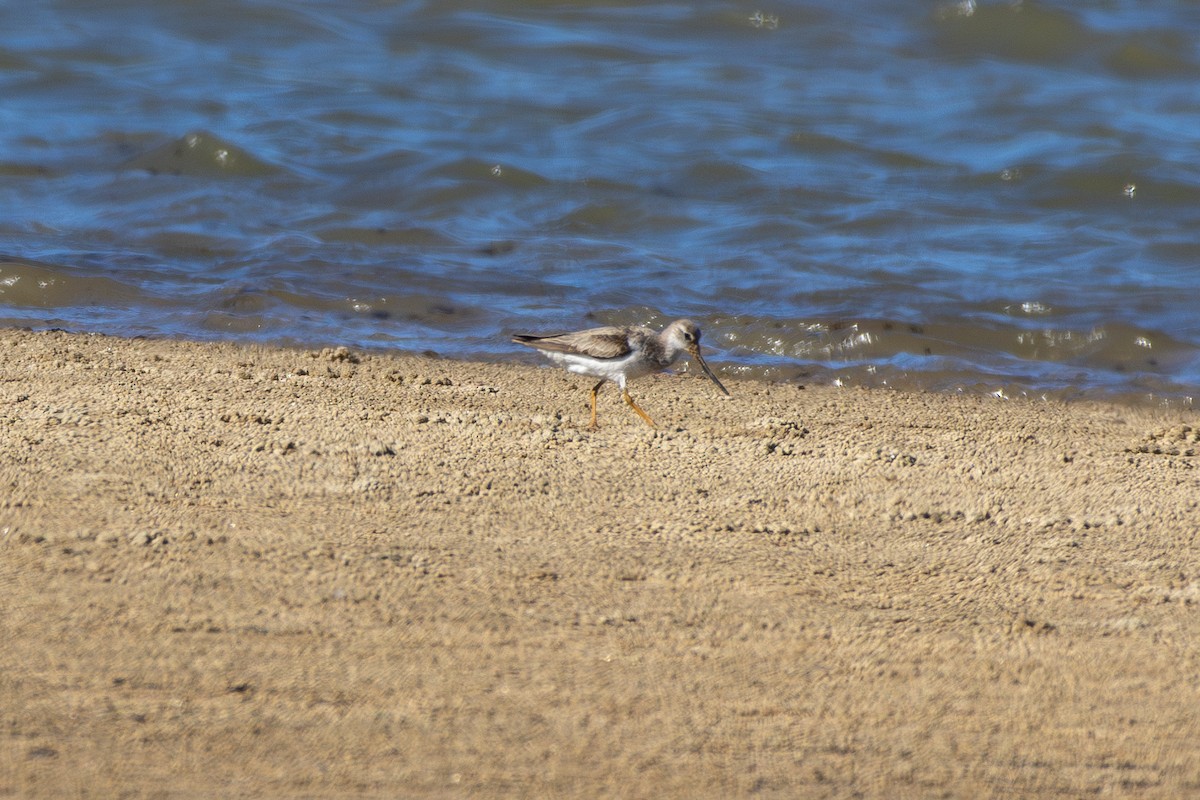 Terek Sandpiper - ML644070746