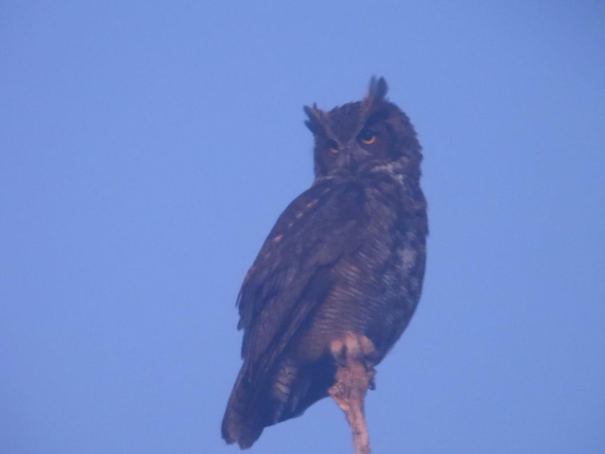 Great Horned Owl - ML644070747