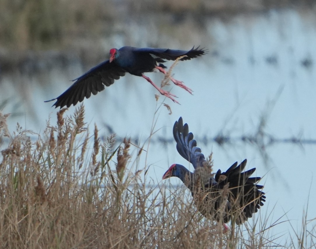 Western Swamphen - ML644070752