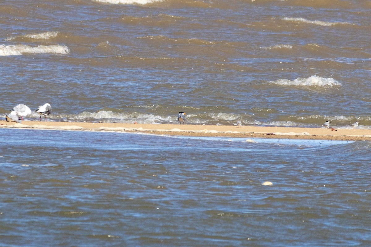 Lesser Crested Tern - ML644070763