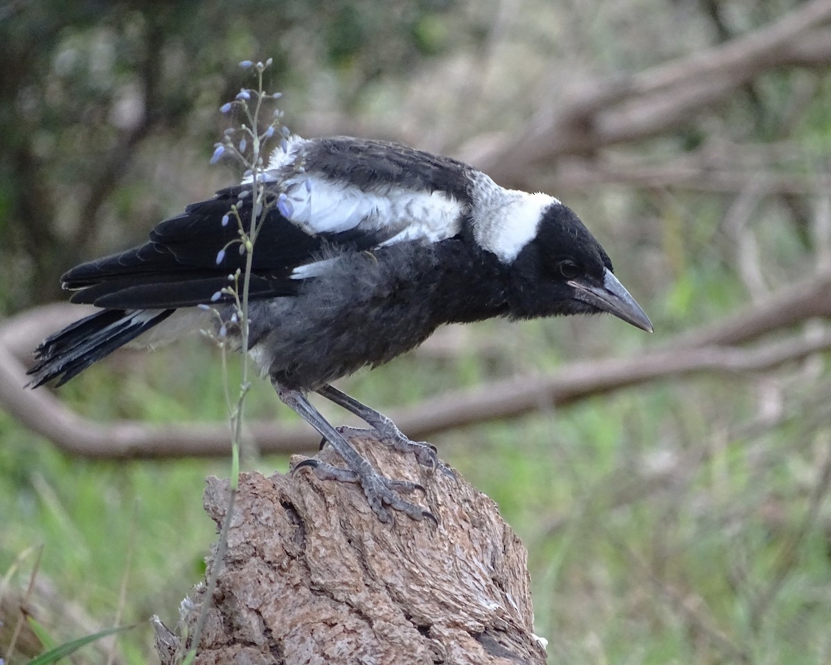 Australian Magpie - ML644070768