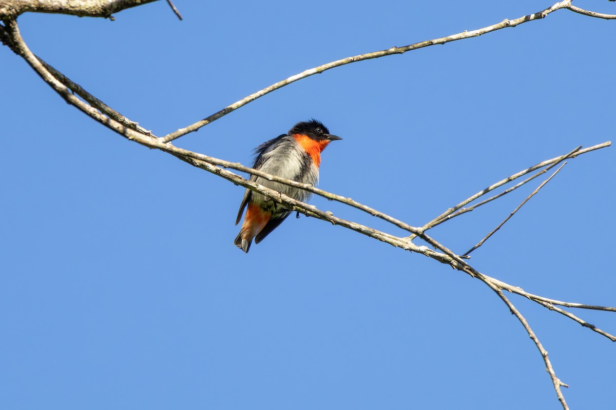 Mistletoebird - ML644070781