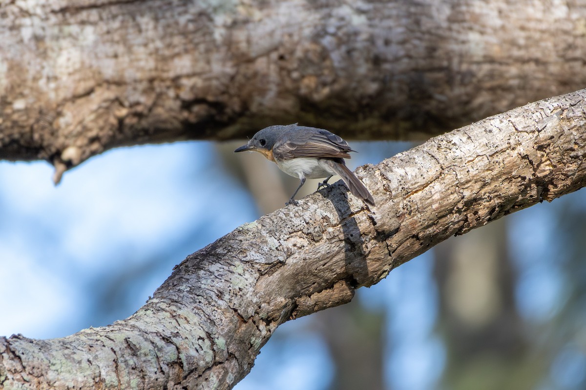 Leaden Flycatcher - ML644070782