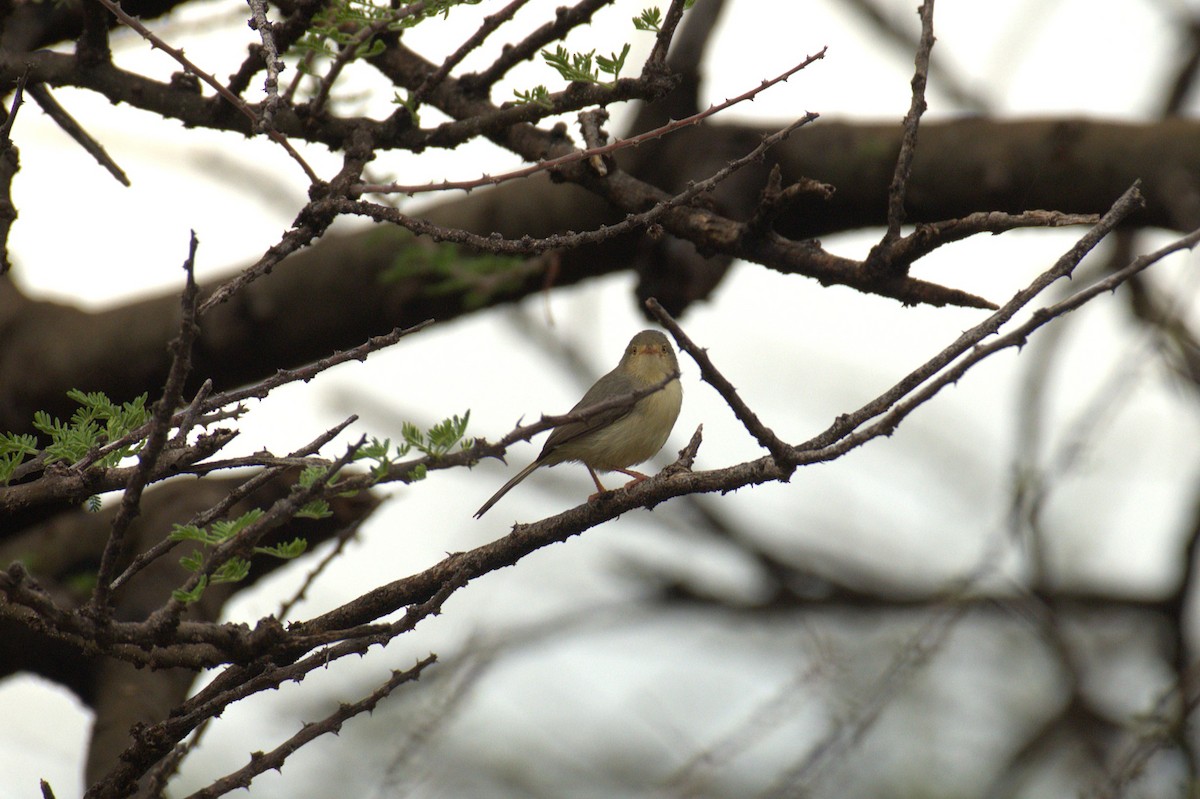 Buff-bellied Warbler - ML644070792