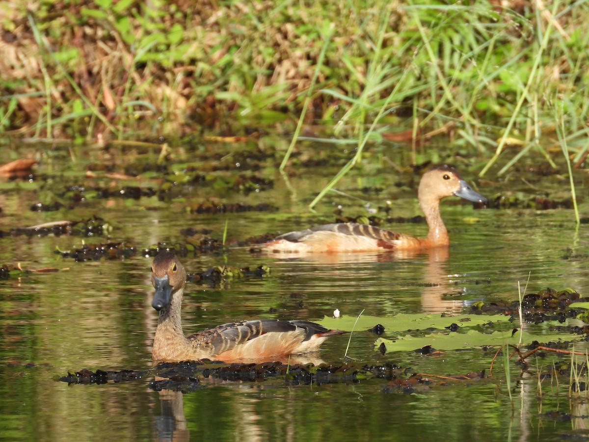 Dendrocygne siffleur - ML644070802