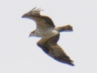 Скопа західна (підвид carolinensis) - ML644070823