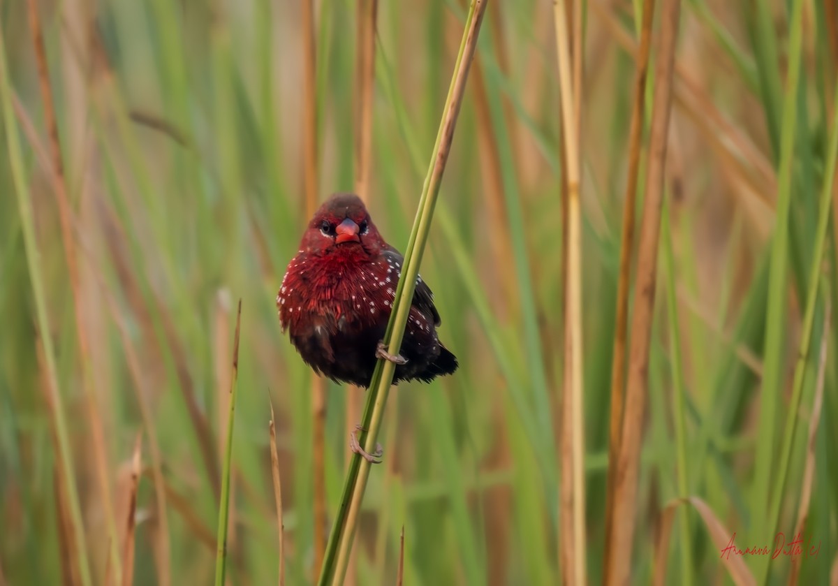 Red Avadavat - ML644070837