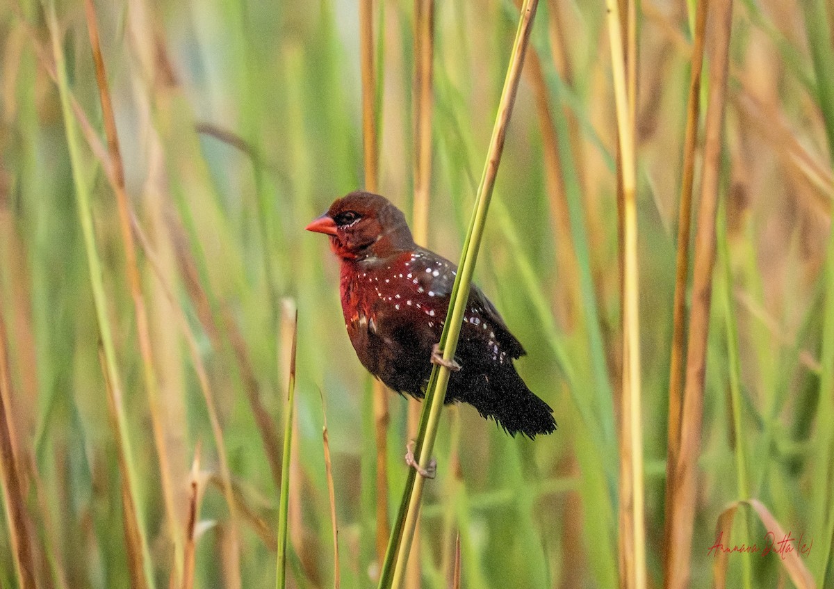 Red Avadavat - ML644070838