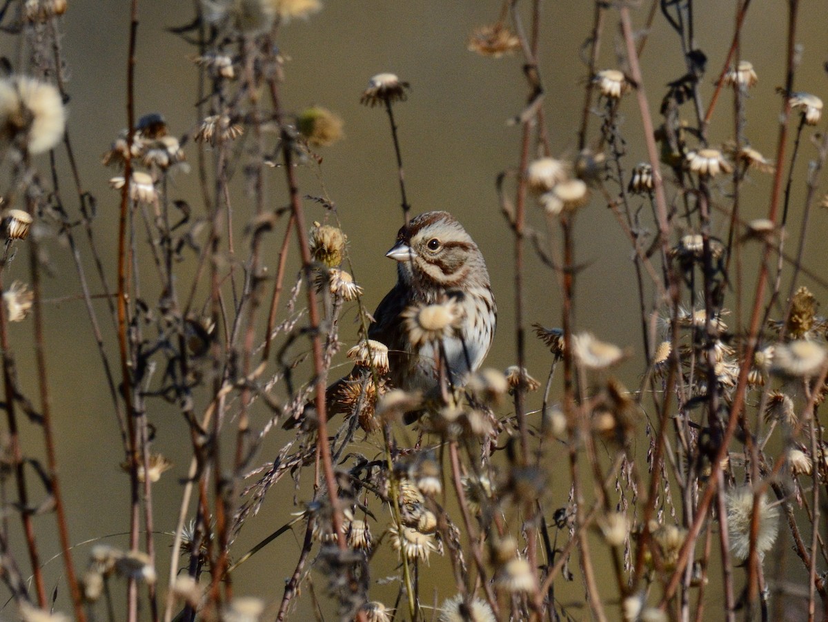 Song Sparrow (melodia/atlantica) - ML644070849