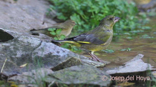 grønnfink - ML644070856