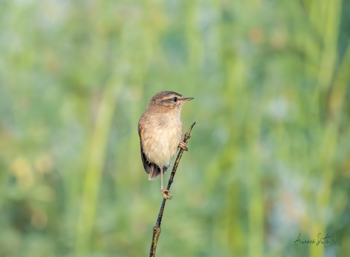 Бүхт дууч шувуу - ML644070871