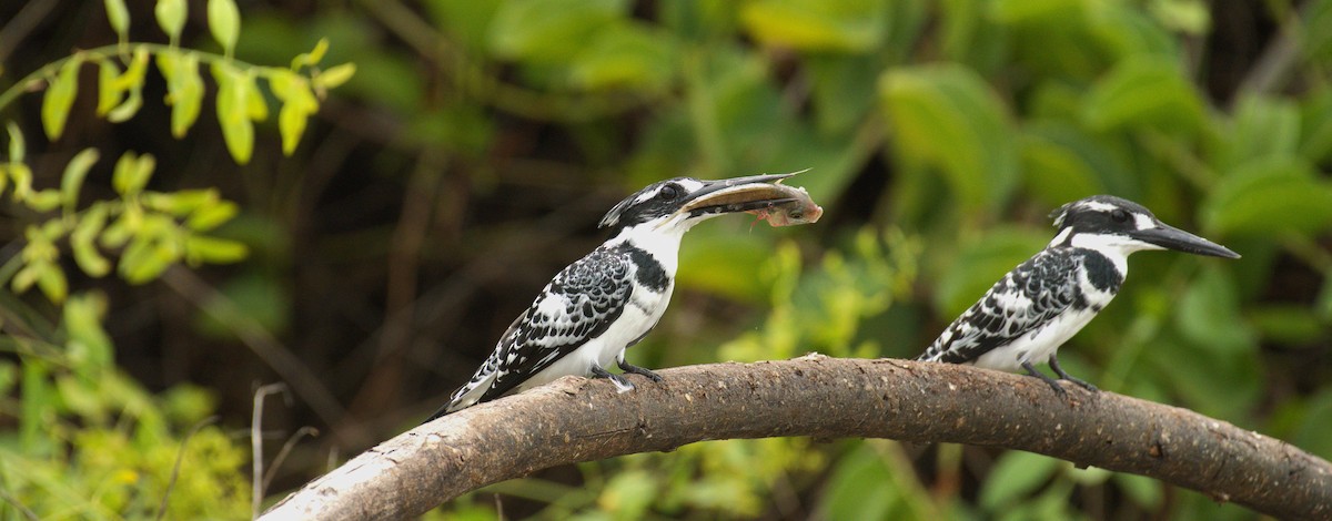 Pied Kingfisher - ML644070872