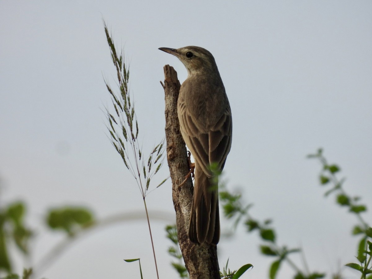 linduška dlouhozobá (ssp. similis/travancoriensis) - ML644070911