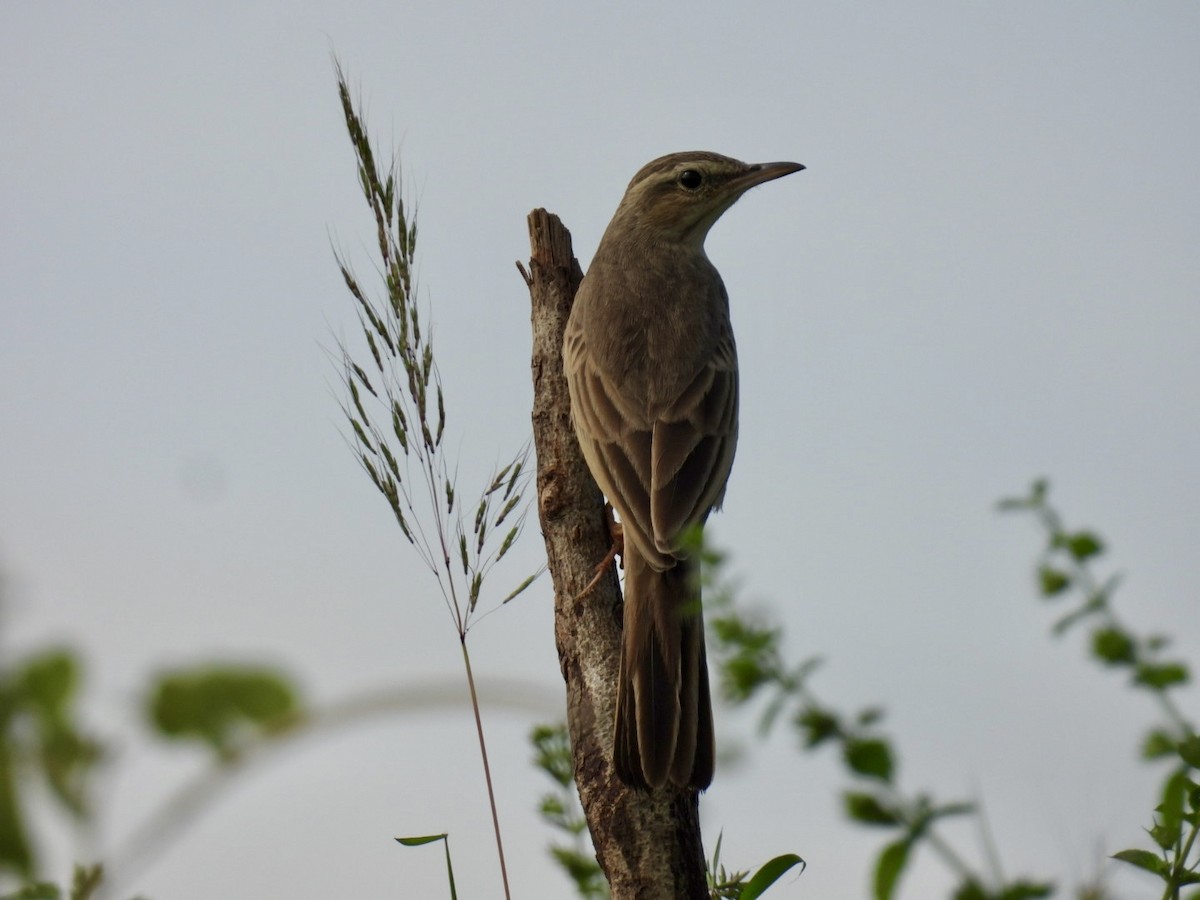 linduška dlouhozobá (ssp. similis/travancoriensis) - ML644070912