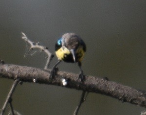 Mor Nektarkuşu - ML644070917