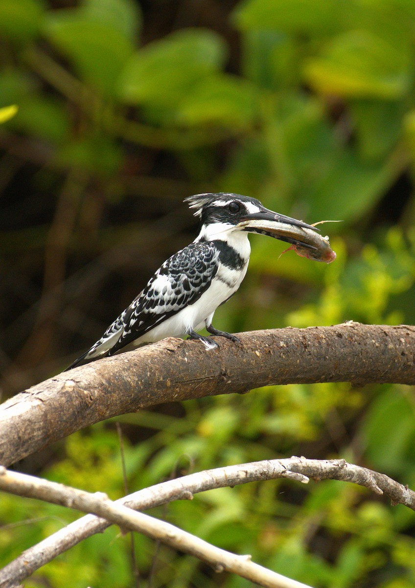 Pied Kingfisher - ML644070925