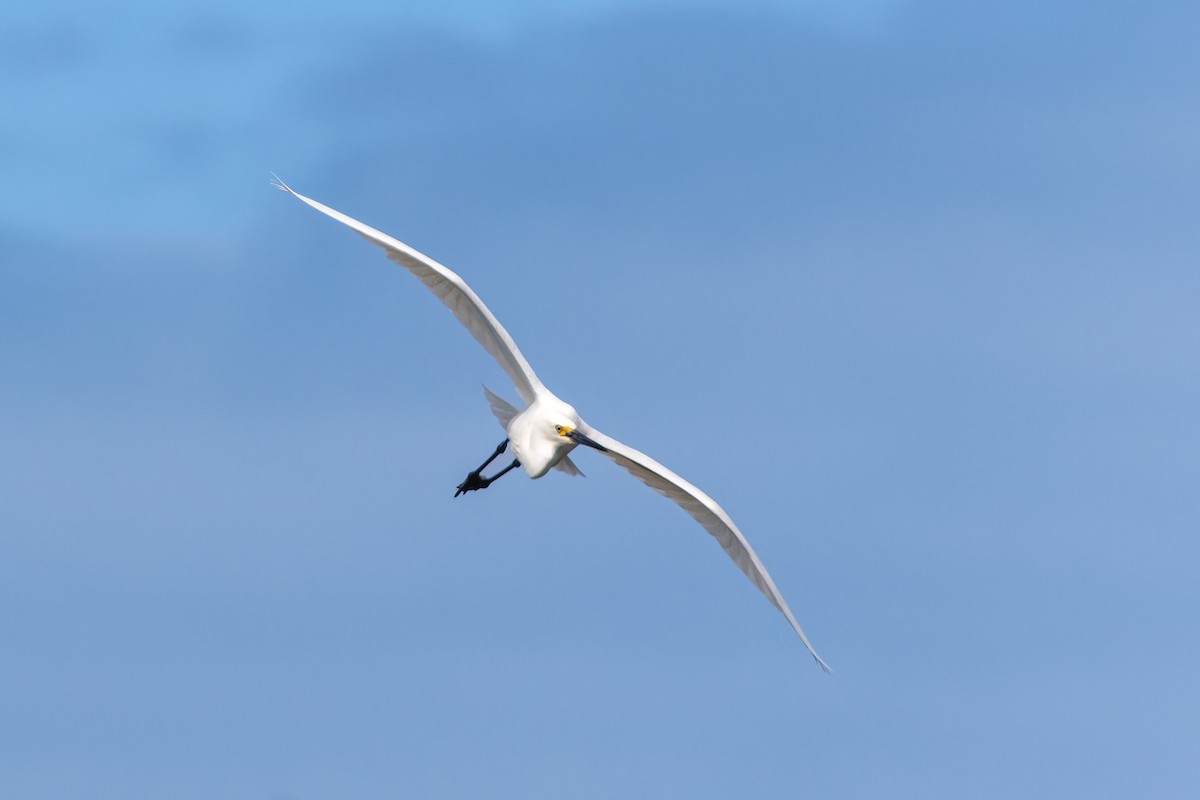 Little Egret - ML644070931