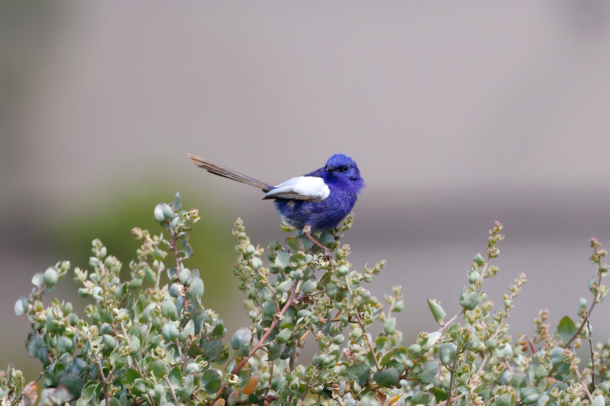 White-winged Fairywren - ML644070934