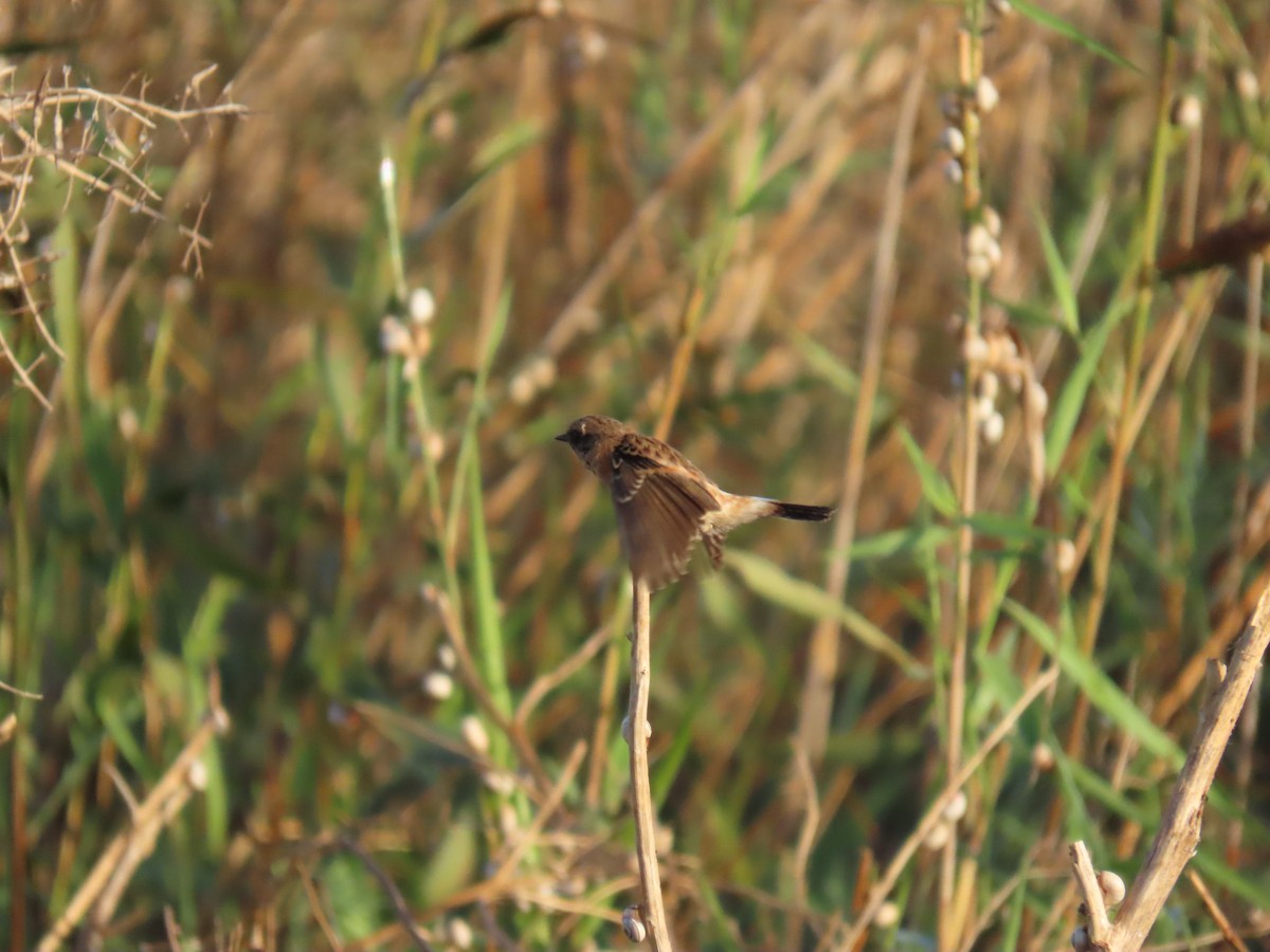Siberian Stonechat - ML644070940