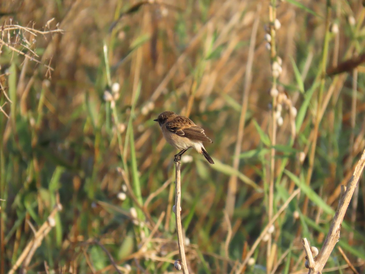 Siberian Stonechat - ML644070956